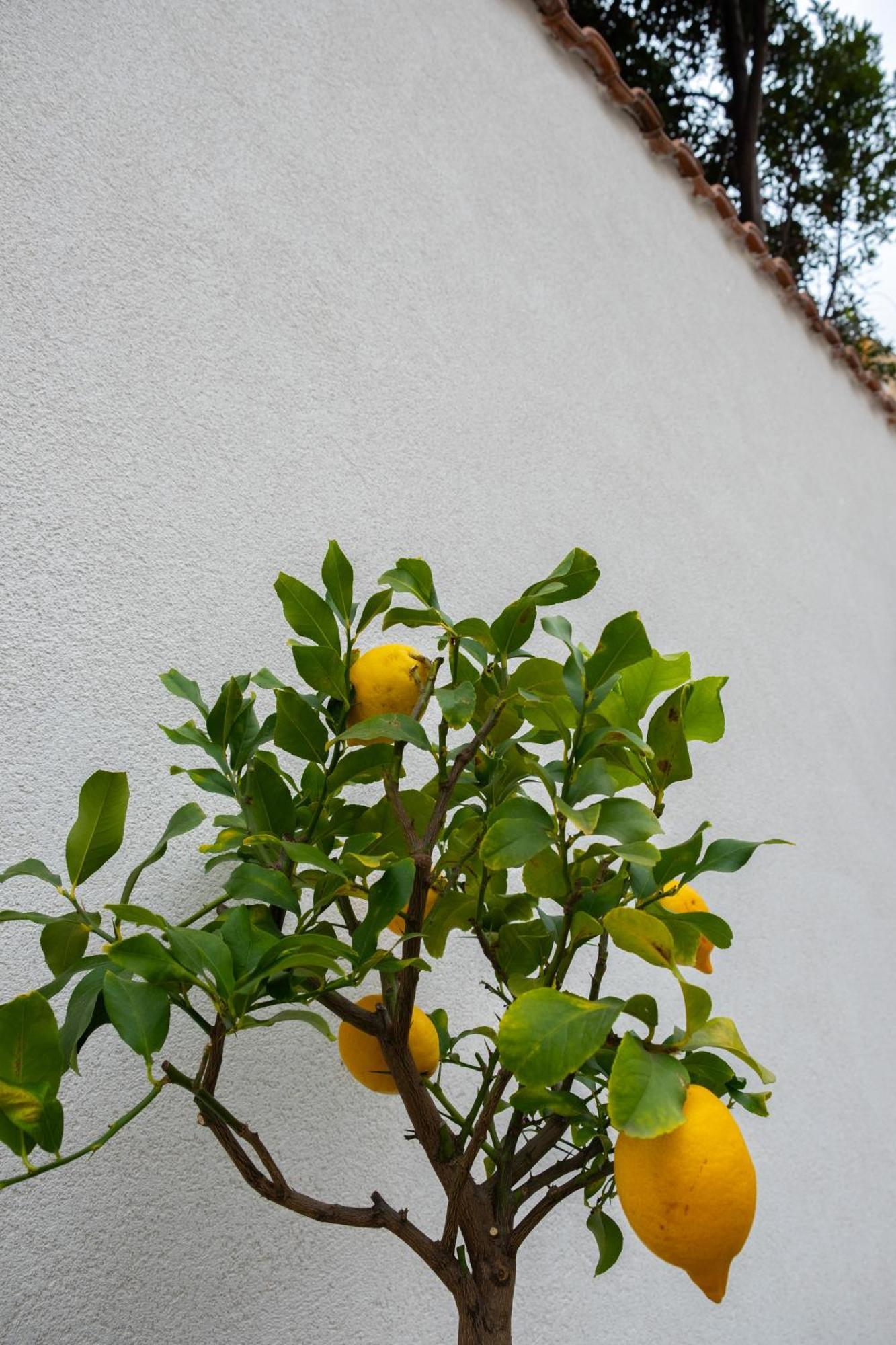 דירות פלרמו Cedros מראה חיצוני תמונה
